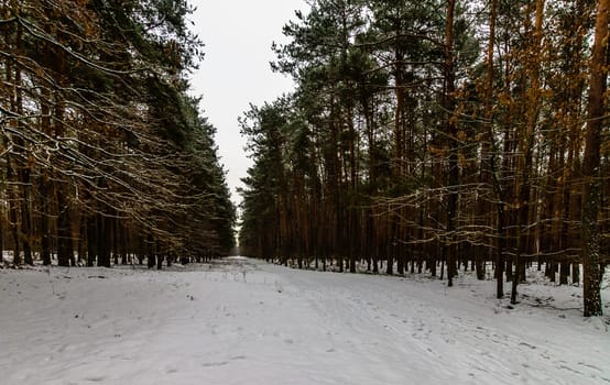 Winter in Kampinos National Park - Poland