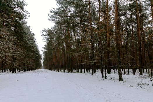 Winter in Kampinos National Park - Poland