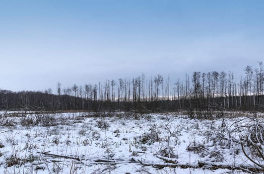 Sunset over swamp in Kampinos National Park in winter - Poland