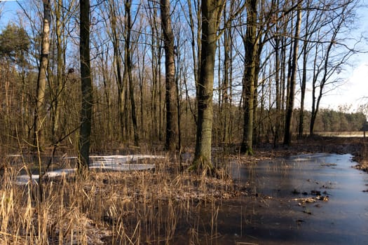 Frozen swamp in Kampinos National Park - Poland