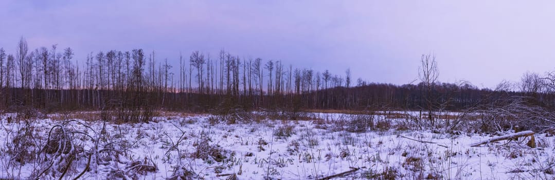 Sunset over swamp in Kampinos National Park in winter - Poland