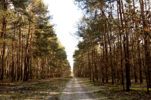 Sunny winter day in Kampinos National Park - Poland