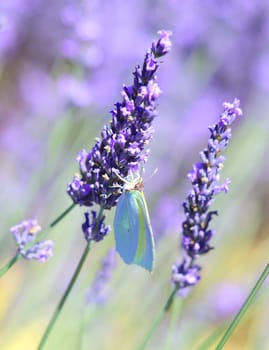 Lavender and butterfly in the field