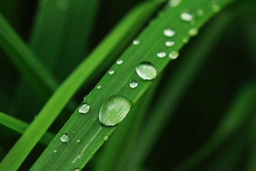 garden plants