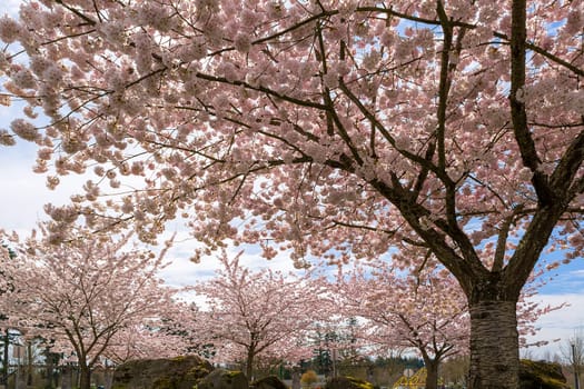 Cherry Blossom trees blooming in Village Green Park in Happy Valley Oregon during Spring season