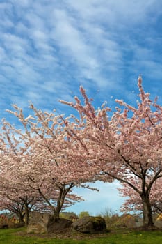 Cherry Blossom trees blooming in Village Green Park in Happy Valley Oregon suburban neighborhood during Spring season