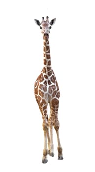 young raticulated giraffe isolated on white background