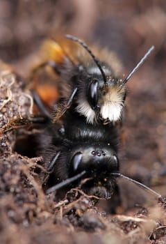 Mating in the horned mason bee Osmia cornuta