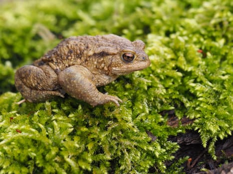 Toad - Bufo bufo