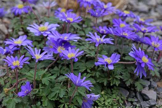 Blue flowering Balkan anemone or ray anemones Anemone blanda