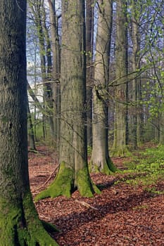 April in the Buchenwald