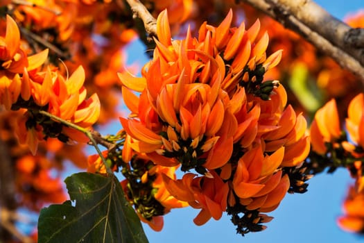 Flame tree in bloom,tropical tree with orange blossom in Thailand
