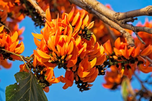 Flame tree in bloom,tropical tree with orange blossom in Thailand