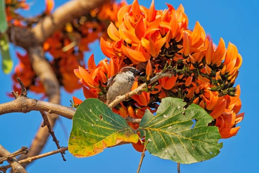 Flame tree in bloom,tropical tree with orange blossom in Thailand