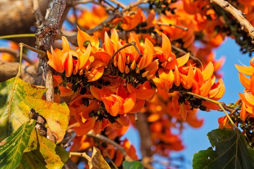 Flame tree in bloom,tropical tree with orange blossom in Thailand