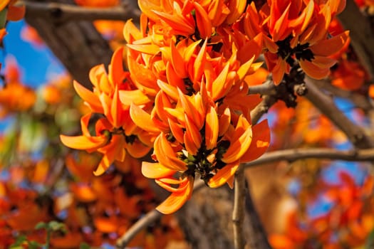Flame tree in bloom,tropical tree with orange blossom in Thailand