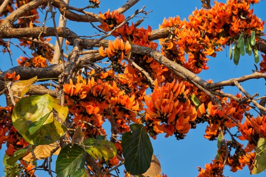 Flame tree in bloom,tropical tree with orange blossom in Thailand