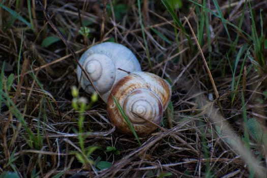 An empty snail houses in the grass in spring time, laying side by side