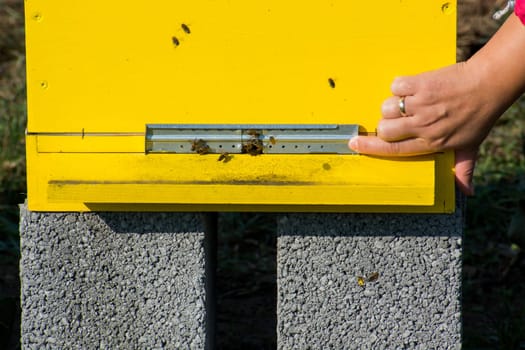 Female hand opening beehive. Hives in an apiary. Bees flying to the landing boards and enter the hive, bee flying to hive.