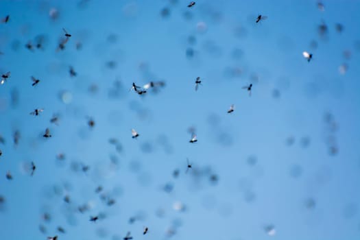 A swarm of flying ants in the field with blue sky in the background