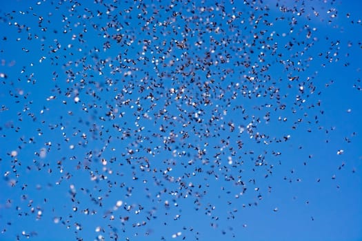 A swarm of flying ants in the field with blue sky in the background