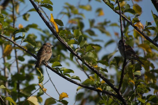 The Eurasian tree sparrows (Passer montanus) Tree sparrow sitting on a branch