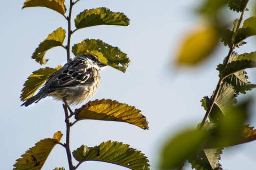 The Eurasian tree sparrows (Passer montanus) Tree sparrow sitting on a branch