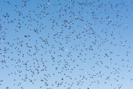 A swarm of flying ants in the field with blue sky in the background