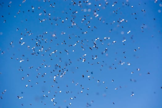 A swarm of flying ants in the field with blue sky in the background