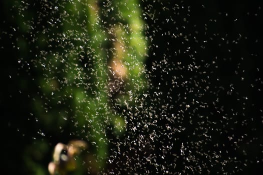 A swarm of flying ants in the field with blurred green background