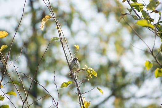 The Eurasian tree sparrows (Passer montanus) Tree sparrow sitting on a branch