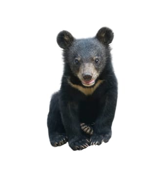 young asiatic black bear isolated on white background