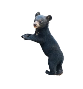 young asiatic black bear isolated on white background
