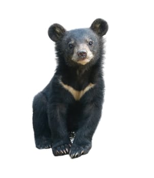 young asiatic black bear isolated on white background
