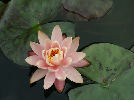 Pink lotus flower and green leafs