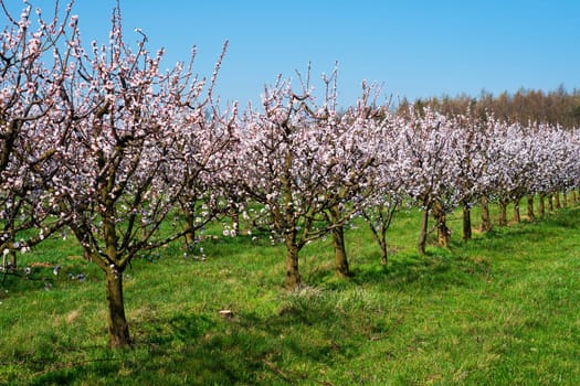 Apricot tree in bloom,fruit trees in April