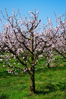 Apricot tree in bloom,fruit trees in April