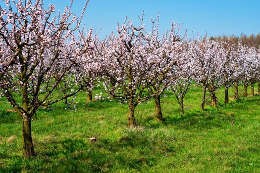 Apricot tree in bloom,fruit trees in April