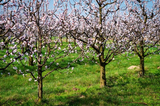 Apricot tree in bloom,fruit trees in April