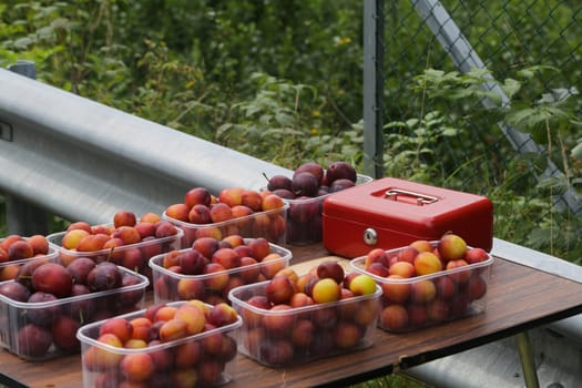 Apple tree gardens in Lofthus around the Hardanger fjord