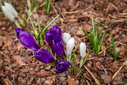 crocuses on a background of a tree bark, primroses