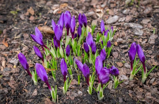crocuses on a background of a tree bark, primroses