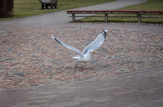 Seagull on the town square, starting to take off