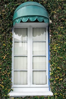 ficus pumila bindwwed wall covered window awning sunshade
