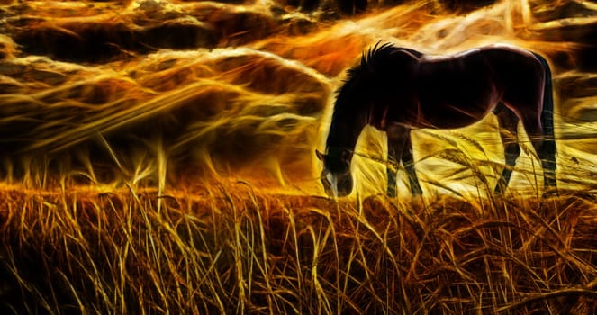 Horse grazing in sun drenched field