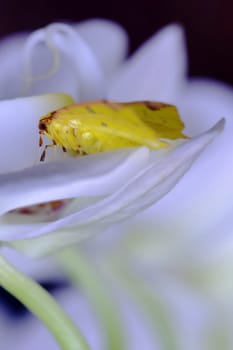 Small yellow butterfly is laying over an orchid flower with white petals in spring.