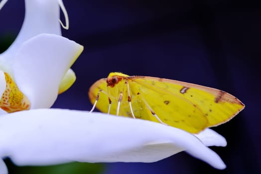 Small yellow butterfly is laying over an orchid flower with white petals in spring.