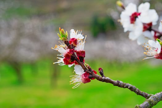 Apricot blossom,close-up of the flower from the apricot tree