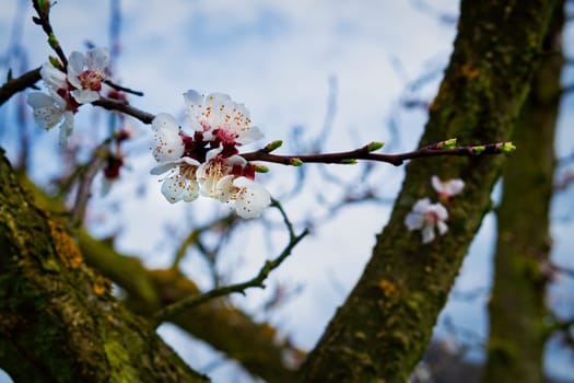 Apricot blossom,close-up of the flower from the apricot tree