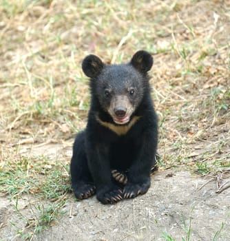 young asiatic black bear ( usus thibetanus )